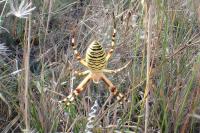 Argiope bruennichi