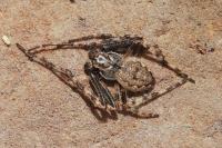 Nuctenea