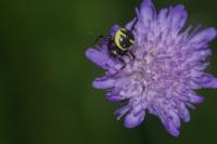 Synema globosum