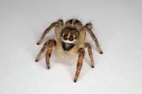 Pellenes tripunctatus