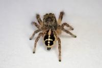 Pellenes tripunctatus