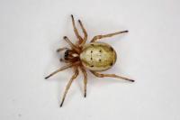 Hypsosinga albovittata