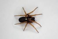 Hypsosinga albovittata