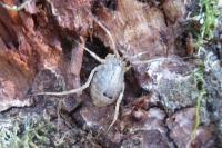 Odiellus spinosus