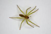 Dolomedes