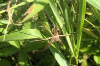 Pisaura mirabilis