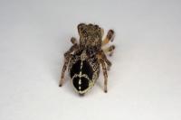 Pellenes tripunctatus