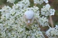 Misumena vatia