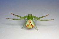 Ebrechtella tricuspidata