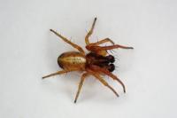 Hypsosinga