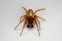 Hypsosinga