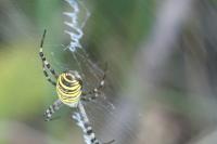 Argiope bruennichi