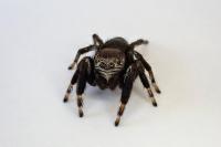 Evarcha arcuata