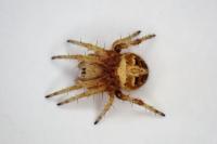 Agalenatea redii