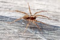 Pardosa