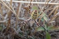 Argiope bruennichi