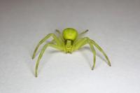 Misumena vatia