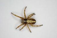 Aculepeira ceropegia