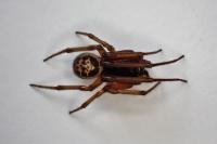 Steatoda nobilis
