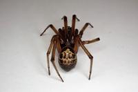 Steatoda nobilis