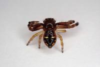 Synema globosum