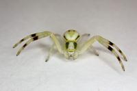 Misumena vatia