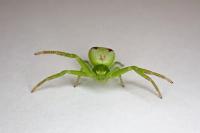 Ebrechtella tricuspidata