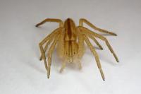 Tibellus