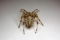 Araneus diadematus