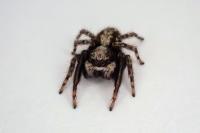 Pseudeuophrys lanigera
