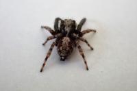Pseudeuophrys lanigera