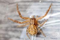 Xysticus