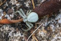 Misumena vatia