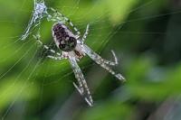 Araneus diadematus