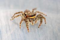 Marpissa muscosa