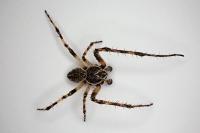 Larinioides sclopetarius
