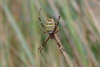 Argiope bruennichi