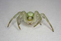 Misumena vatia