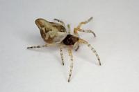 Cyclosa conica