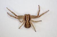 Xysticus ulmi