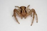 Xysticus ulmi