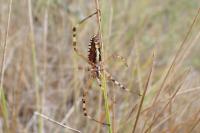 Argiope bruennichi