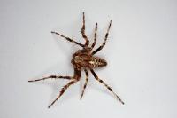 Araneus diadematus