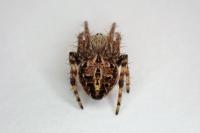 Agalenatea redii