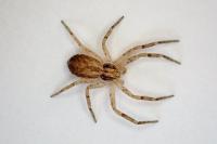 Philodromus dispar