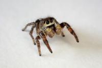 Pellenes tripunctatus