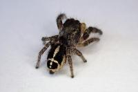 Pellenes tripunctatus