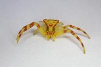 Thomisus onustus