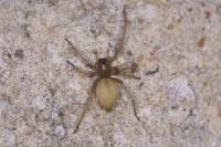 Cheiracanthium