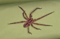 Zoropsis spinimana